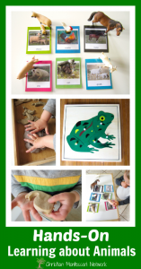 Hands-on Learning about Animals – Creation Series