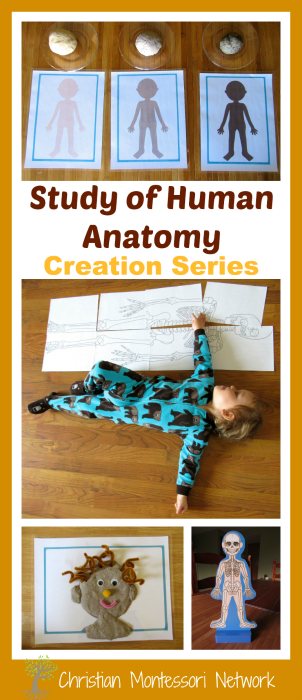 Day six (part 2) of the Creation series is a hands-on study of human anatomy with an emphasis on how God created Adam and Eve. - ChristianMontessoriNetwork.com