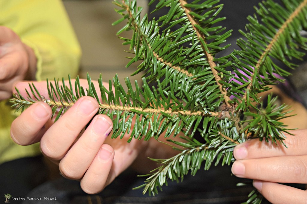 Wonderful way to discover fir tree with touch!