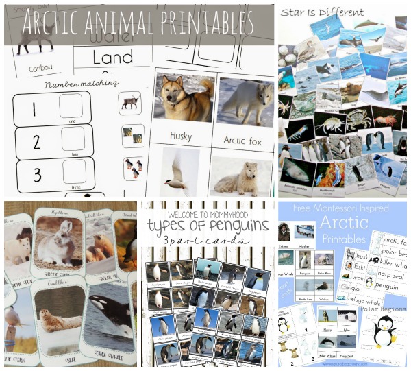 FREE!!} Awesome Arctic Animals Preschool Packet